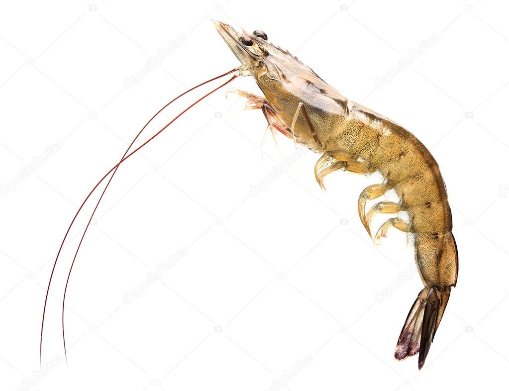 Raw shrimp