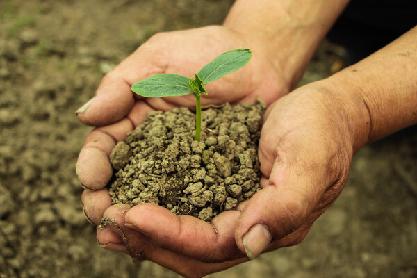Young sprout in hands