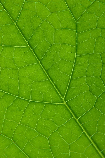 Macros de hoja —  Fotos de Stock