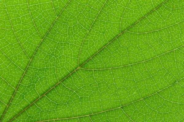 Macros de hoja —  Fotos de Stock