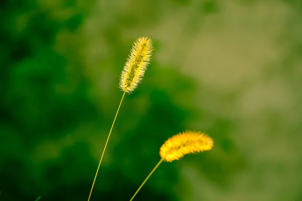 緑毛草葦 — ストック写真