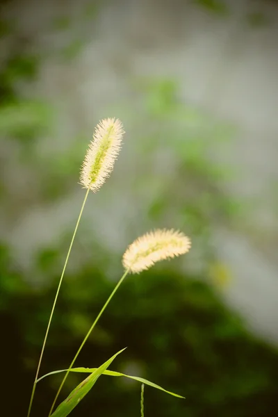 Green bristle grass Reed — Stock Photo, Image