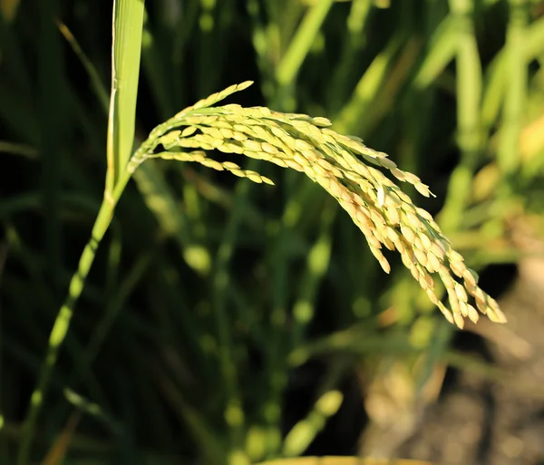 Oreja de arroz — Foto de Stock