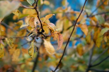 Sarı ve kırmızı sonbahar yaprakları                       