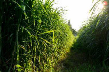 şeker kamışı çiftlik