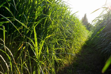 şeker kamışı çiftlik