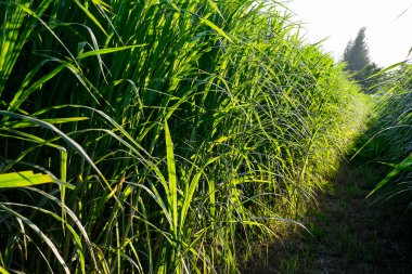 şeker kamışı çiftlik