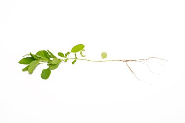 Beyaz arkaplanda yeşil fesleğen izole