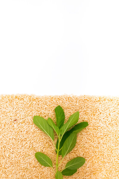 коричневый рис и базилик изолированы на белом
