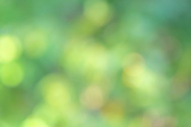 Güneşli gündüz vakti soyut, bulanık yeşil arkaplan. Doğal duvar kâğıdı için doğanın odaksız etkisi. Sürdürülebilir iş için metin ve tasarım için boş kopya alanı olan güzel bokeh ağacı