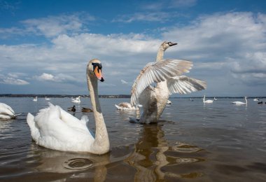 Kuğular kıyıda yürür ve körfezin sularında yüzer. Bahar, güneş
