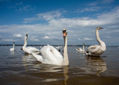 Kuğular kıyıda yürür ve körfezin sularında yüzer. Bahar, güneş