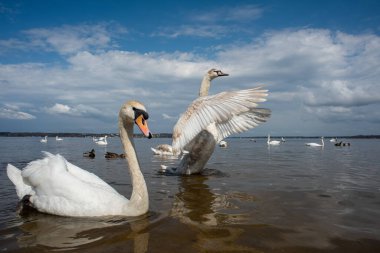 Kuğular kıyıda yürür ve körfezin sularında yüzer. Bahar, güneş