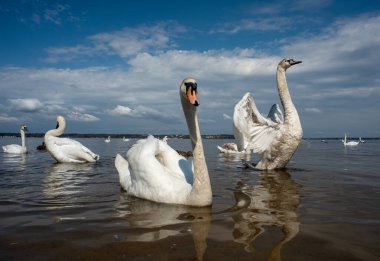 Kuğular kıyıda yürür ve körfezin sularında yüzer. Bahar, güneş