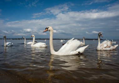 Kuğular kıyıda yürür ve körfezin sularında yüzer. Bahar, güneş