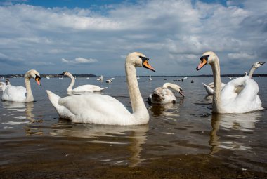 Kuğular kıyıda yürür ve körfezin sularında yüzer. Bahar, güneş