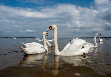 Kuğular kıyıda yürür ve körfezin sularında yüzer. Bahar, güneş