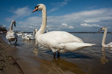 Kuğular kıyıda yürür ve körfezin sularında yüzer. Bahar, güneş