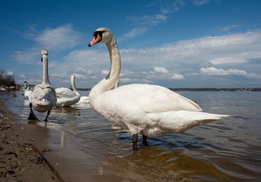Kuğular kıyıda yürür ve körfezin sularında yüzer. Bahar, güneş