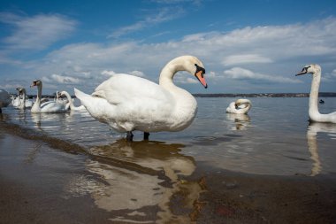 Kuğular kıyıda yürür ve körfezin sularında yüzer. Bahar, güneş