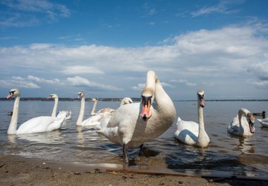 Kuğular kıyıda yürür ve körfezin sularında yüzer. Bahar, güneş