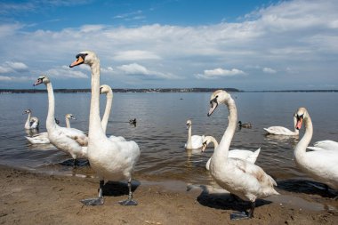 Kuğular kıyıda yürür ve körfezin sularında yüzer. Bahar, güneş