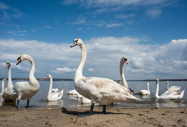Kuğular kıyıda yürür ve körfezin sularında yüzer. Bahar, güneş