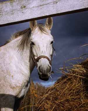 Gökyüzüne karşı beyaz at