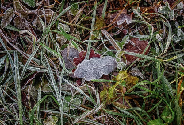 Die Morgenfröste Haben Bereits Begonnen — Stockfoto