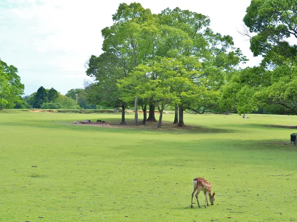 Deer eat grass on green field. — Stock Photo, Image