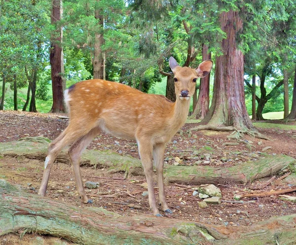 숲에 있는 사슴. — 스톡 사진