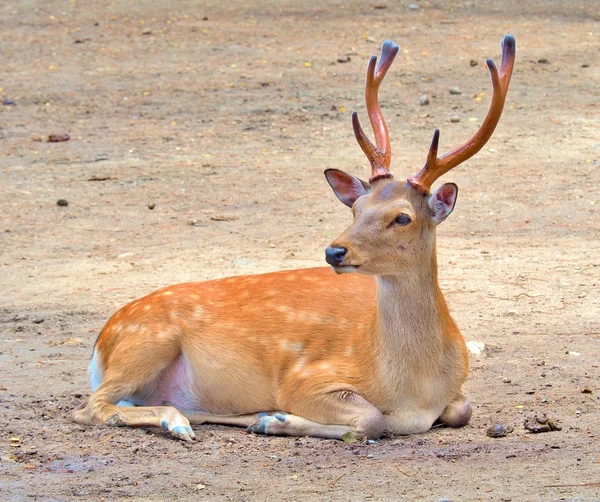Ciervo macho sentado en el suelo . — Foto de Stock