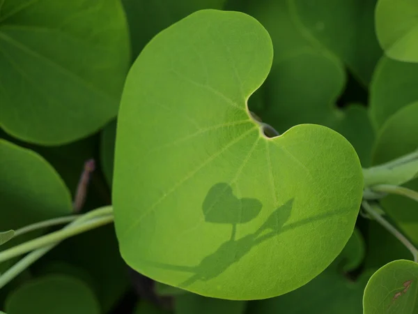 Leaf of heart — Stock Photo, Image
