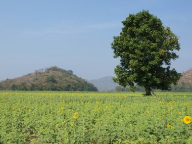 Bir ağaç ve ayçiçeği tarlası.