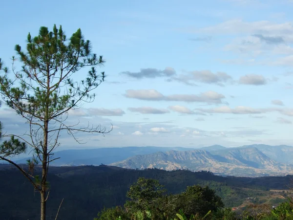 Árbol de pino, montaña, nube y cielo azul — Foto de Stock