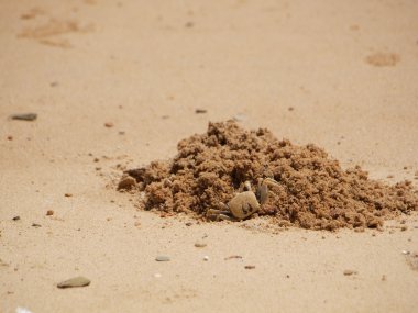 Kazma bir delik kuma Yengeç