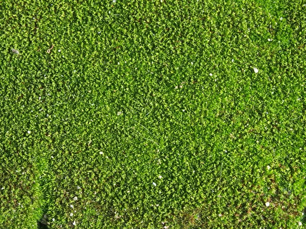 Abstract background of some vividly colored green moss. — Stock Photo, Image