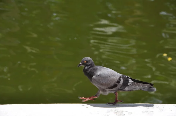 Pigeon walking — Stock Photo, Image