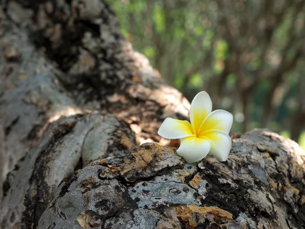 Plumería blanca —  Fotos de Stock