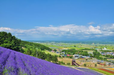 Güzel çiçek alan tepe üzerinde