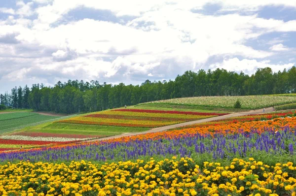 Beautiful flower field on the hill — Stock Photo, Image