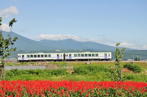 Le train et les fleurs — Photo