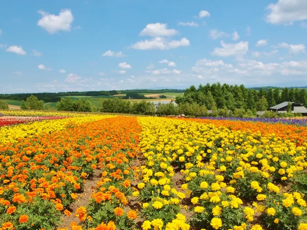 Beautiful flower field on the hill — Stock Photo, Image