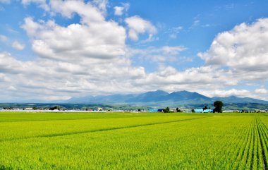 alan, dağ ve mavi gökyüzü pirinç