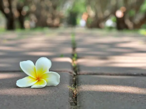 Vit plumeria på golvet — Stockfoto