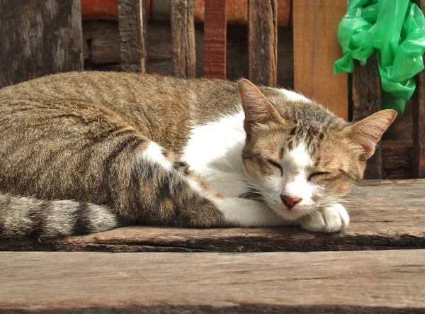 Sleeping cat — Stock Photo, Image