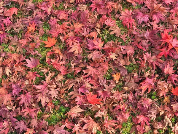 Folhas de bordo caídas em um solo — Fotografia de Stock