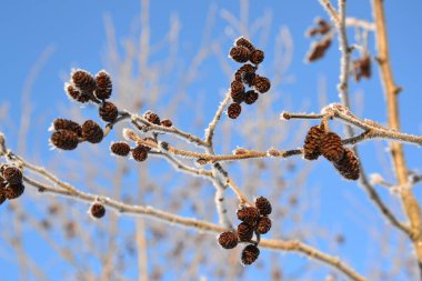 Karla kaplı dallardaki küçük tümsekler