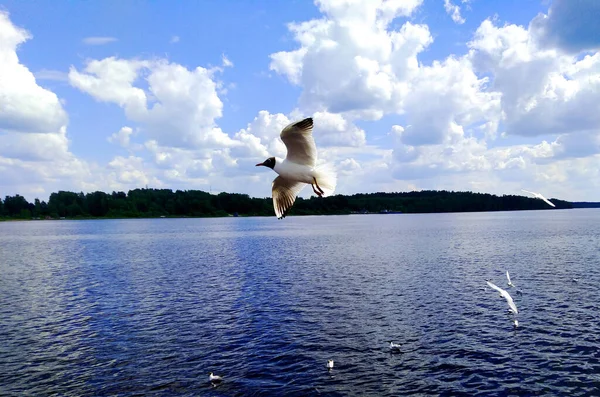 Seagull Water — Stock Photo, Image