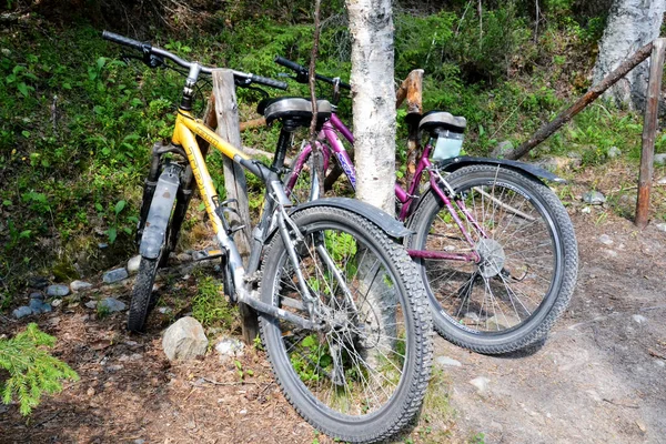 Ormana Park Etmiş Bisikletler — Stok fotoğraf